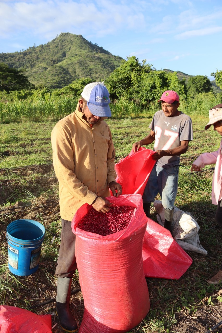 Honduras logra cifra récord con producción de 3.4 millones de quintales de frijol, 500 mil más que en 2022