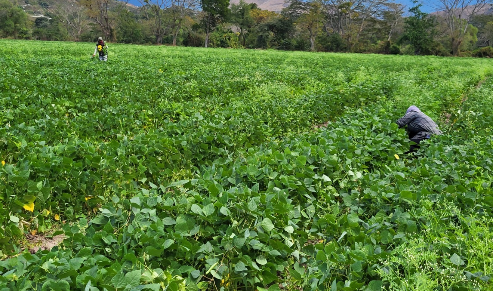 BANADESA ha desembolsado más de 109 millones de lempiras en créditos para la siembra de frijol